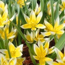 Tulip species 'Dasystemon Tarda'