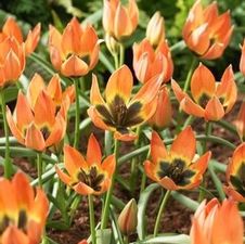 Tulip species 'Little Princess'