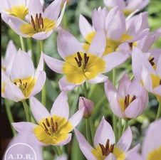 Tulip species 'Saxatilis'