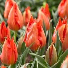Tulip species 'Tangerine Beauty'
