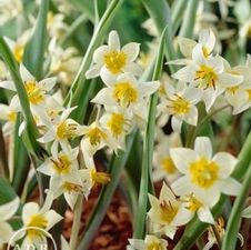 Tulip species 'Turkestanica'