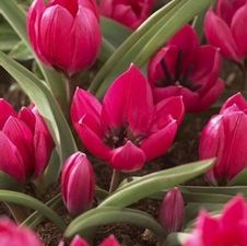 Tulip species 'Violacea Black Base'