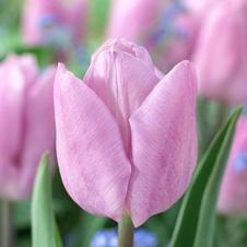 Tulip prince series 'Candy Prince'