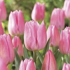 Tulip single early 'Christmas Dream'