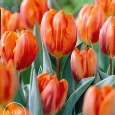 Tulip single early 'Princess Irene'