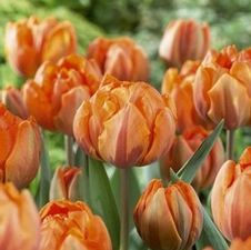 Tulip double early 'Orange Princess'