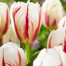 Tulip triumph 'Carnaval de Rio'