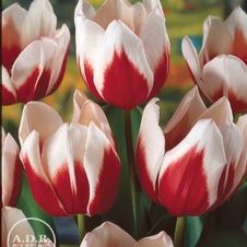 Tulip triumph 'Full House'