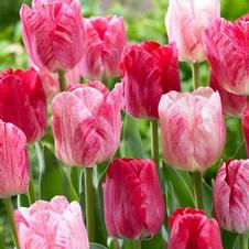 Tulip triumph 'Hemisphere'