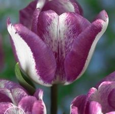 Tulip triumph 'Hotpants'