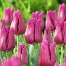 Tulip triumph 'Passionale'