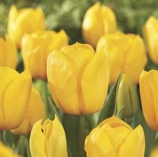Tulip triumph 'Yellow Present'