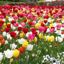Tulip triumph 'Mixed'