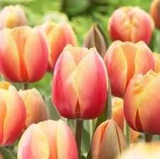 Tulip darwin hybrid 'Marit'
