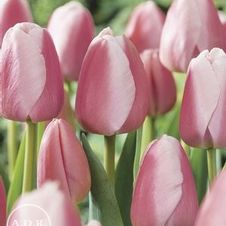 Tulip darwin hybrid 'Ollioules'
