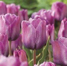 Tulip single late 'Blue Aimable'