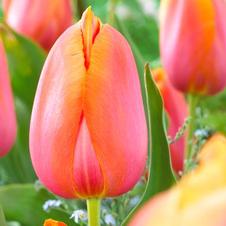 Tulip single late 'Dordogne'