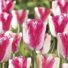 Tulip single late 'Mata Hari'