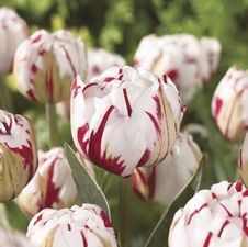 Tulip double late 'Carnaval de Nice'