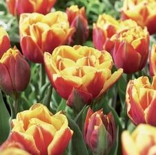 Tulip double late 'Double Focus'