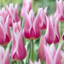 Tulip lily flowering 'Ballade'