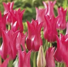 Tulip lily flowering 'Mariette'