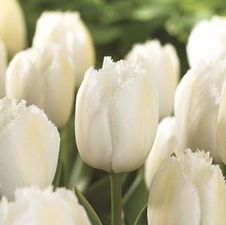 Tulip fringed 'Daytona'