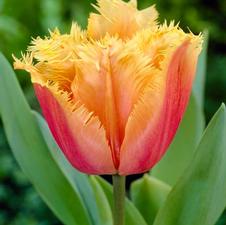 Tulip fringed 'Lambada'