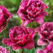 Tulip fringed 'Mascotte'