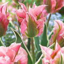 Tulip viridiflora 'China Town'