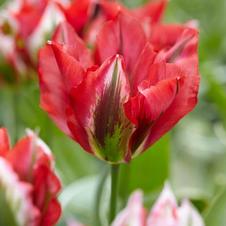Tulip viridiflora 'Esperanto'