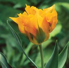 Tulip viridiflora 'Golden Artist'