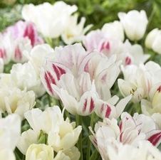 Tulip tall bunch flowering 'Candy Club'