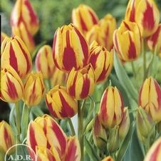 Tulip tall bunch flowering 'Colour Spectacle'