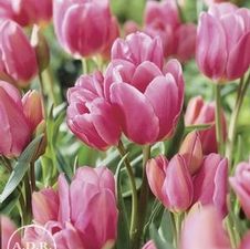 Tulip tall bunch flowering 'Happy Family'