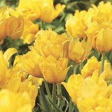 Tulip tall bunch flowering 'Marienthal'
