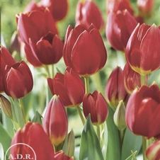 Tulip tall bunch flowering 'Wallflower'