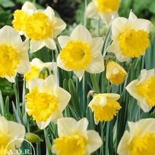 Daffodil trumpet 'Las Vegas'