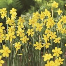 Daffodil miniature 'Baby Moon'