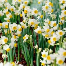 Daffodil miniature 'Canaliculatus'