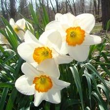 Daffodil large cupped 'Sempre Avanti'
