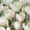 Crocus