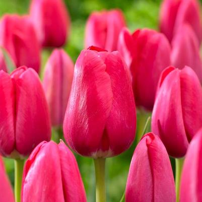 Tulip
