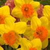 Daffodil