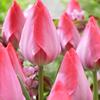 Tulipa darwin hybrid 'Van Eijk'