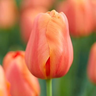 Tulipa triumph 'Teletubby'