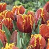 Tulip