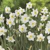 Daffodil