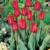 Tulip