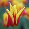 Tulip